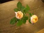 photo038