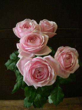 dscn34283