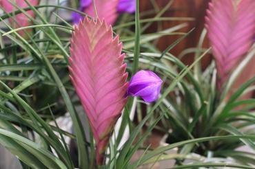 チランドシアの花|「みどり園」　（徳島県美馬市の花屋）のブログ