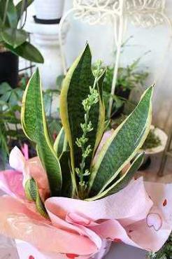 サンスベリアの花|「みどり園」　（徳島県美馬市の花屋）のブログ